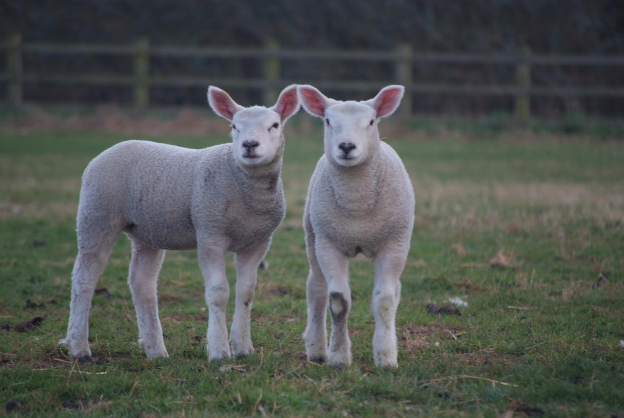 Woodhouse Farm Lodge Spalding Dış mekan fotoğraf